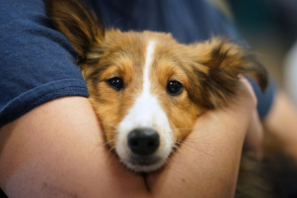 Hyaluronic acid eyedrops may help dogs fight infections more effectively