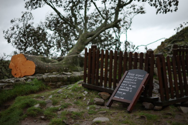 Pair guilty of cutting down Sycamore Gap tree