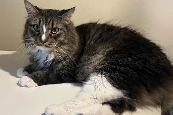 Science shows pet allergens are everywhere