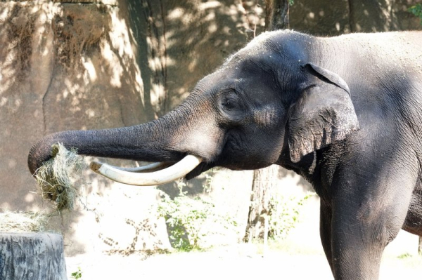 The hidden dangers of feeding wild animals