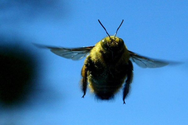 Three hospitalized, 21 injured after bee attack in France