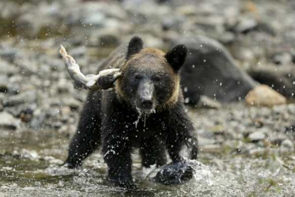 Hiker found dead after bear attack in mountain in Japan