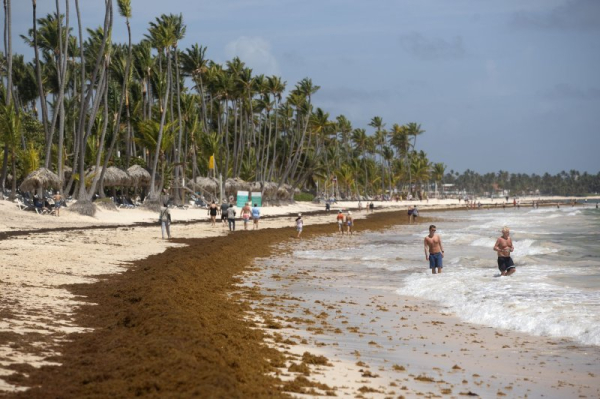 Mexico declares sargassum a fishery resource for industrial use