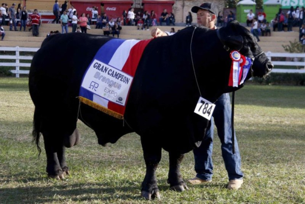 Record bull auction bolsters Argentina's status in Brangus production Record bull auction bolsters Argentina's status in Brangus production