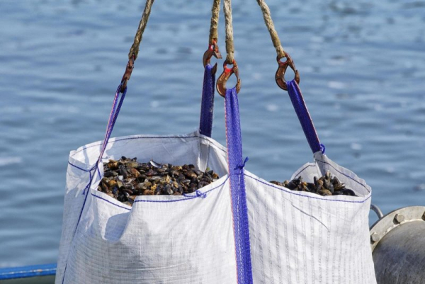 Chilean study finds genetic differences between farmed, wild mussels
