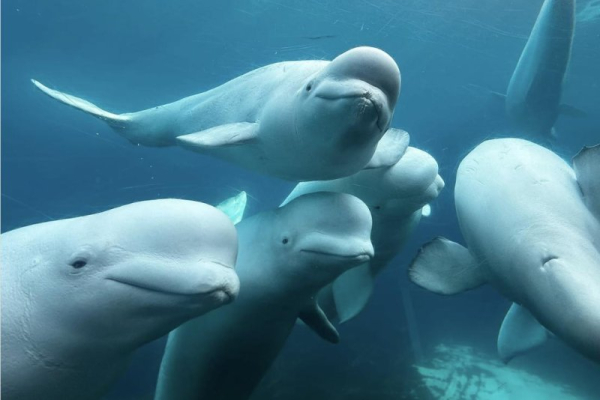 Canadian marine park warns it may have to euthanize beluga whales