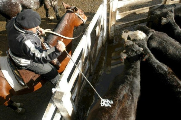 Experts say importing Argentine beef unlikely to affect U.S. prices