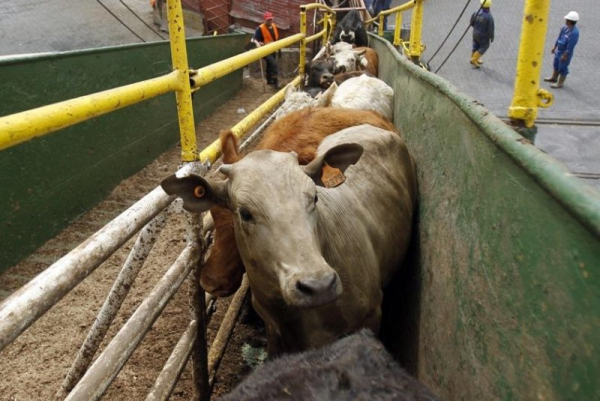 China rejects Uruguayan meat found with veterinary drug residue