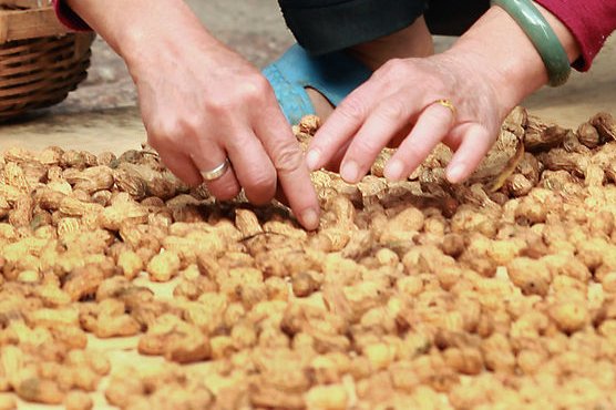 Experimental patch developed to build peanut tolerance in children Experimental patch developed to build peanut tolerance in children