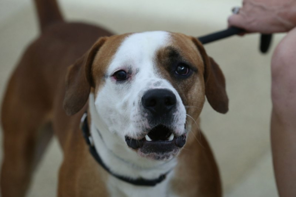 Study: Long-term use of CBD supplements lowers aggression in dogs