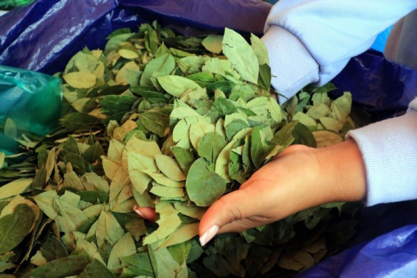 Bolivia moves to amend legal coca cultivation law