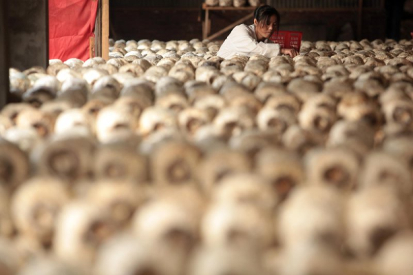 Californians warned not to eat wild mushrooms after poisonings