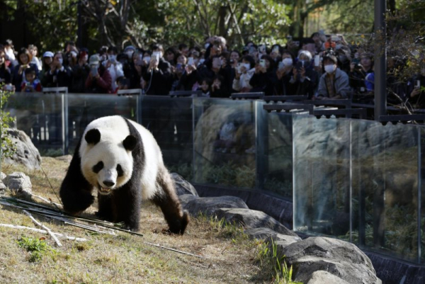 Japan says goodbye to its last 2 giant pandas