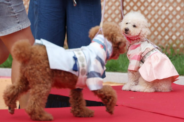 3 in 10 households in S. Korea raise pets, mostly dogs 3 in 10 households in S. Korea raise pets, mostly dogs