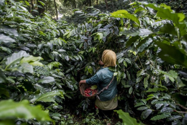 75% of global coffee supply faces rising extreme heat, analysis says 75% of global coffee supply faces rising extreme heat, analysis says