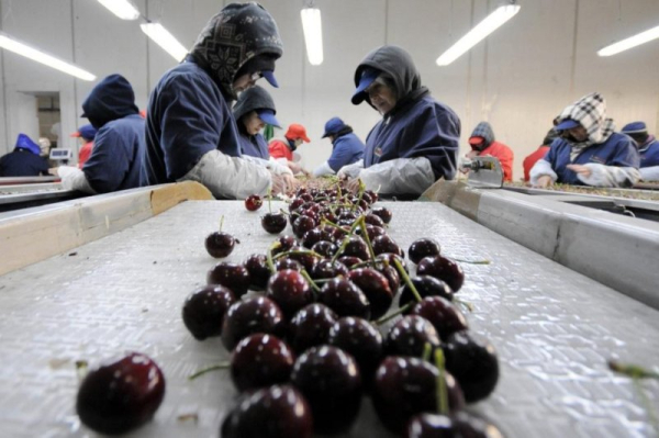 Chile's cherry industry faces challenging outlook Chile's cherry industry faces challenging outlook