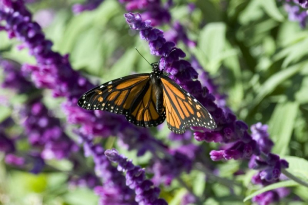Monarch population up in Mexico; California falls near record lows Monarch population up in Mexico; California falls near record lows