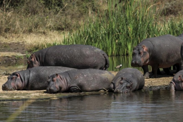 Colombia to cull up to 80 hippos tied to late drug lord Pablo Escobar Colombia to cull up to 80 hippos tied to late drug lord Pablo Escobar