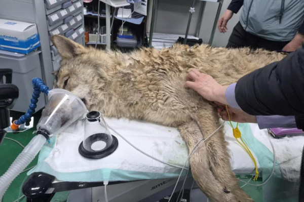 Wolf captured, returned to zoo 9 days after escape