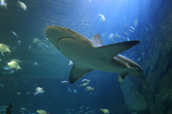 Australian spearfisher killed in shark attack off Great Barrier Reef Australian spearfisher killed in shark attack off Great Barrier Reef