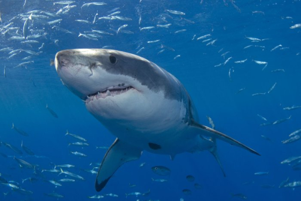 Australian spearfisher killed in shark attack off Great Barrier Reef Australian spearfisher killed in shark attack off Great Barrier Reef