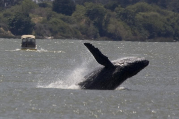 Two humpback whales traveled more than 9,000 miles Two humpback whales traveled more than 9,000 miles