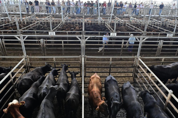 Argentine beef exports to U.S. surge on higher tariff quota Argentine beef exports to U.S. surge on higher tariff quota