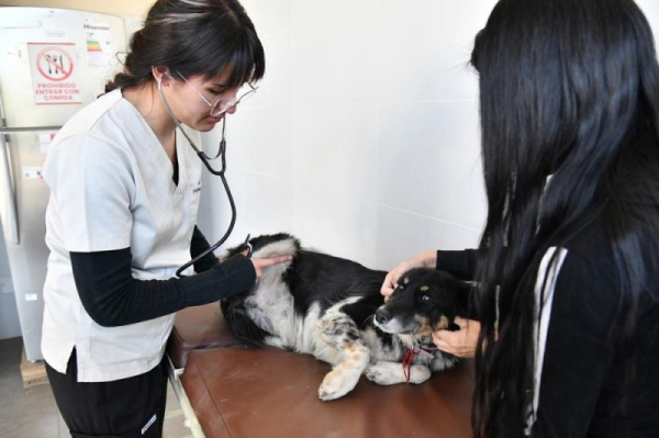 Bolivian city opens country's first municipal veterinary clinic Bolivian city opens country's first municipal veterinary clinic