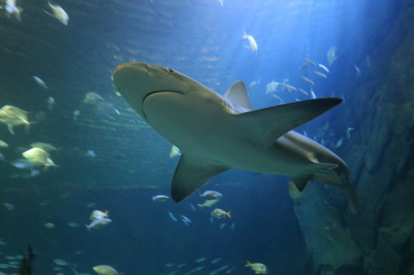 Diver dies in third fatal shark attack off Australia in four weeks