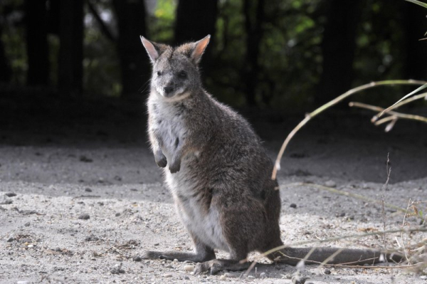 Latin America zoos warn illegal wildlife trade moving to social media