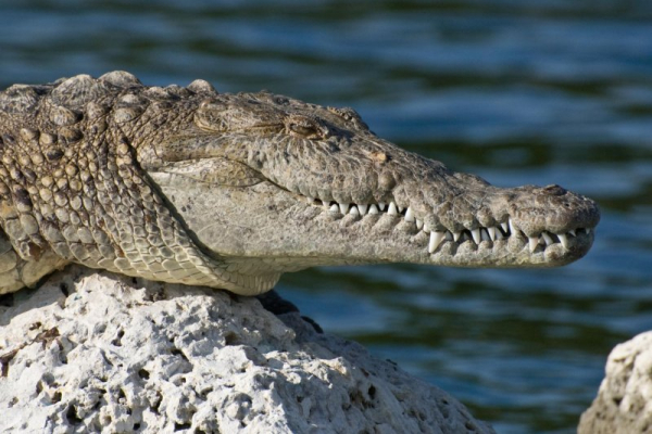 Man killed in crocodile attack at Puerto Vallarta Beach